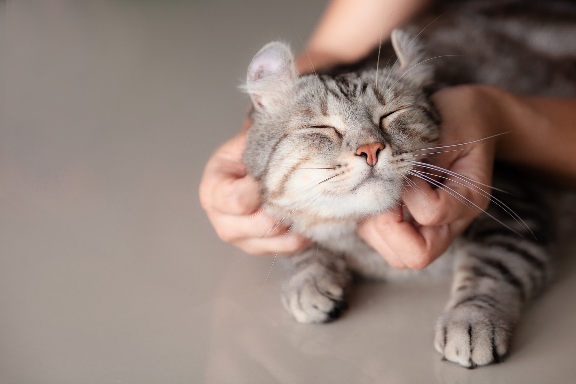 A happy cat is comforted by CJ a service offered as part of her Cat Sitting in Oshkosh