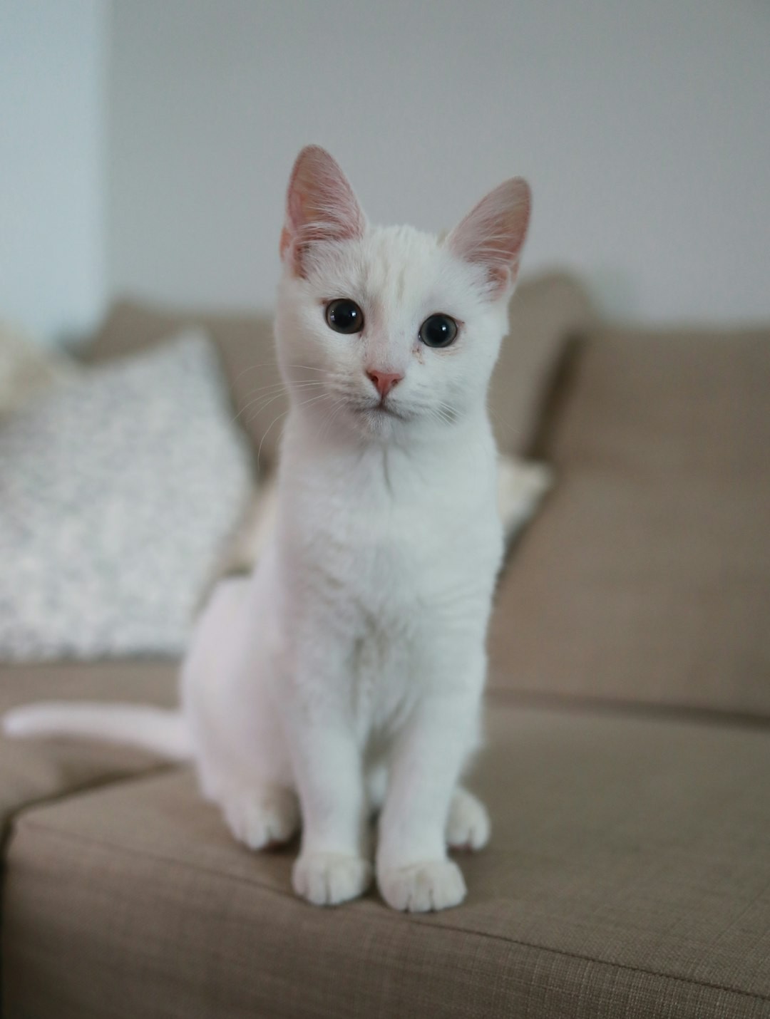 A white cat sitting on brown couch after receiving a clean litter box.